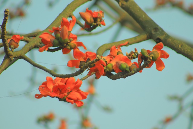 50,000+ Free Shimul Flowers & Flower Images - Pixabay