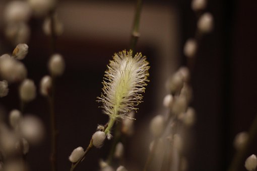 Silberweide, Pflanze, Blüte, Flora