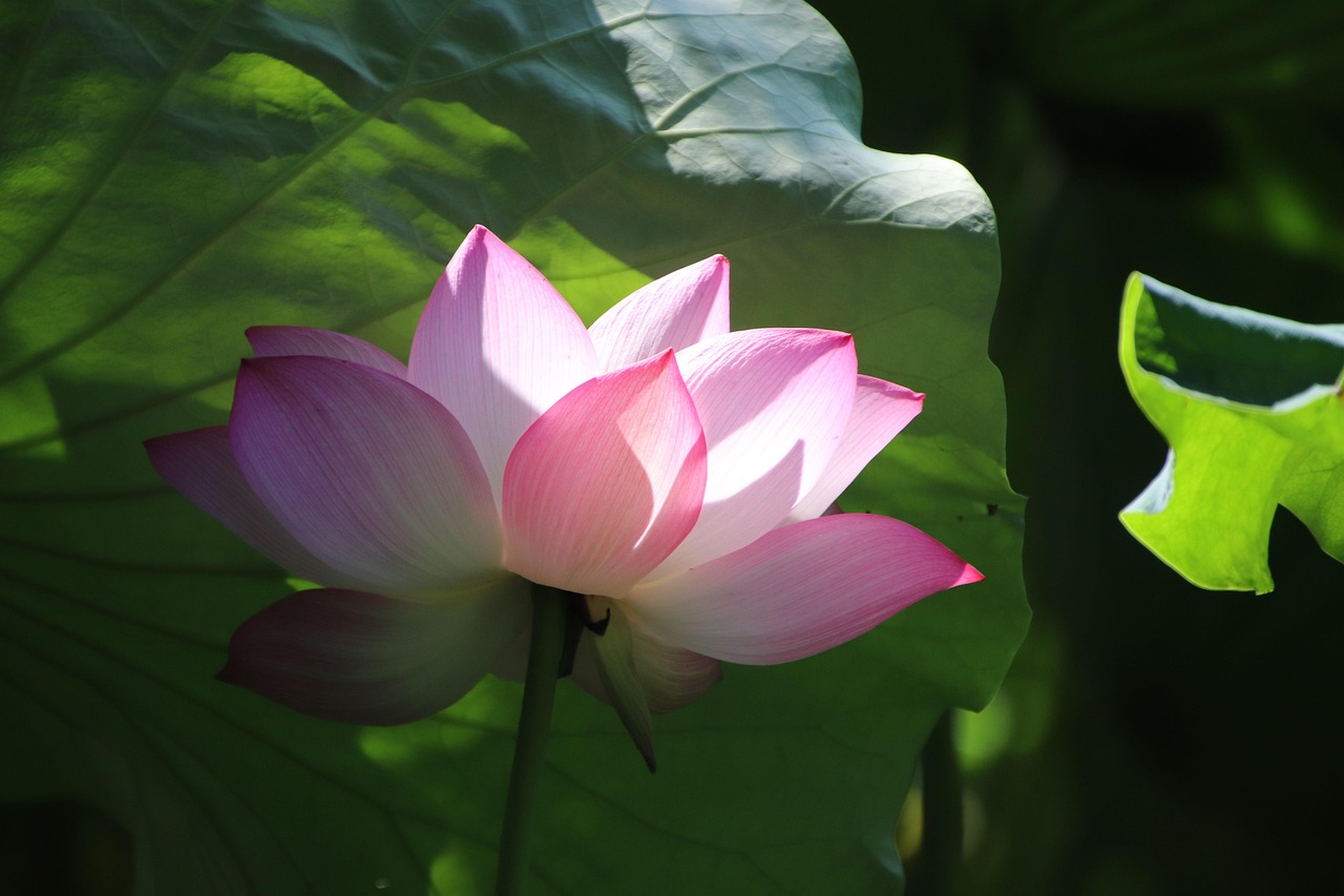 Lotus Flower Pink Petals Bicolor Free photo on Pixabay Pixabay