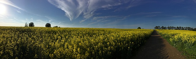 Free Countryside Wiltshire photo and picture