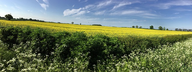 Free Countryside Wiltshire photo and picture