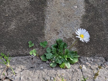 Free Flower Concrete photo and picture