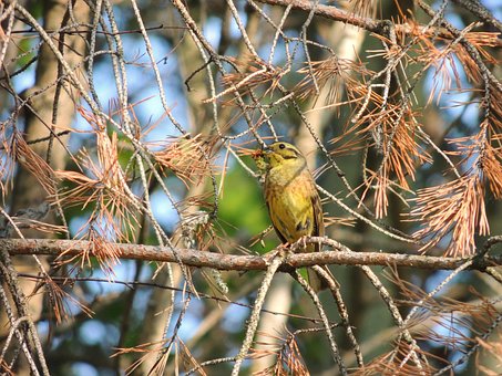 Free Bird Nature photo and picture