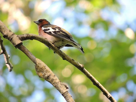 Free Bird Nature photo and picture