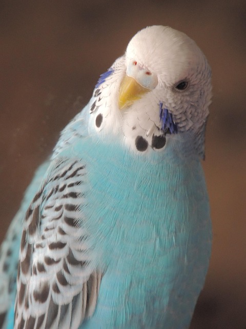 Free Parrot Wavy Parrot photo and picture