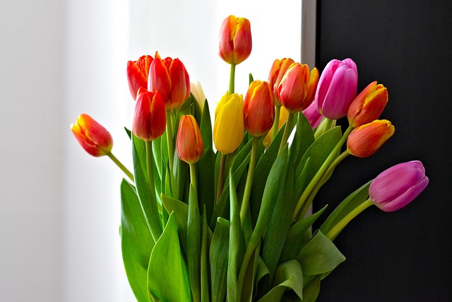 Free Spring Tulips photo and picture