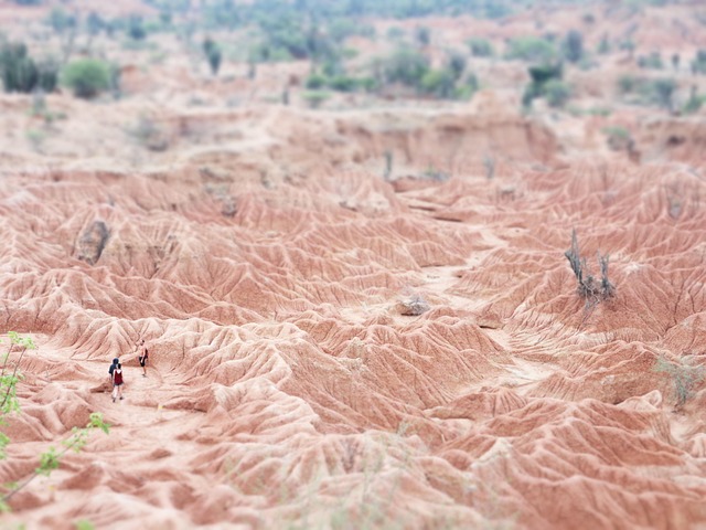 Tatacoa, Desierto, Colombia, Cactus