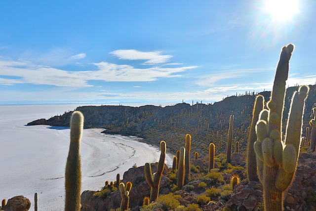 Isla, Incahuasi, Salar De Uyuni, Bolivia