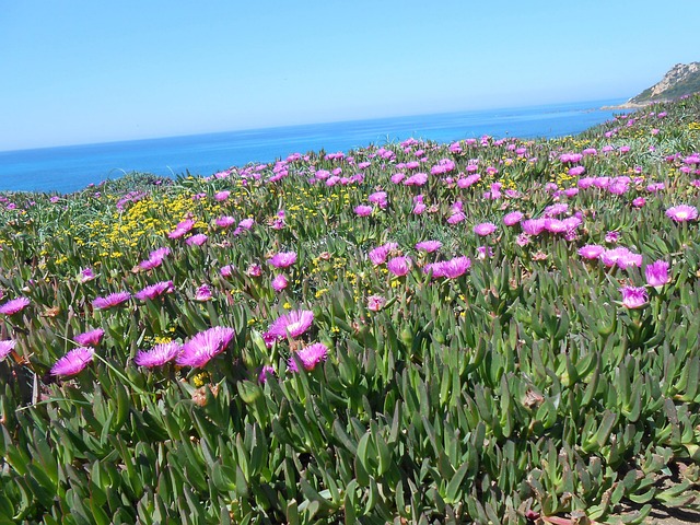 Free Corsican Flower photo and picture