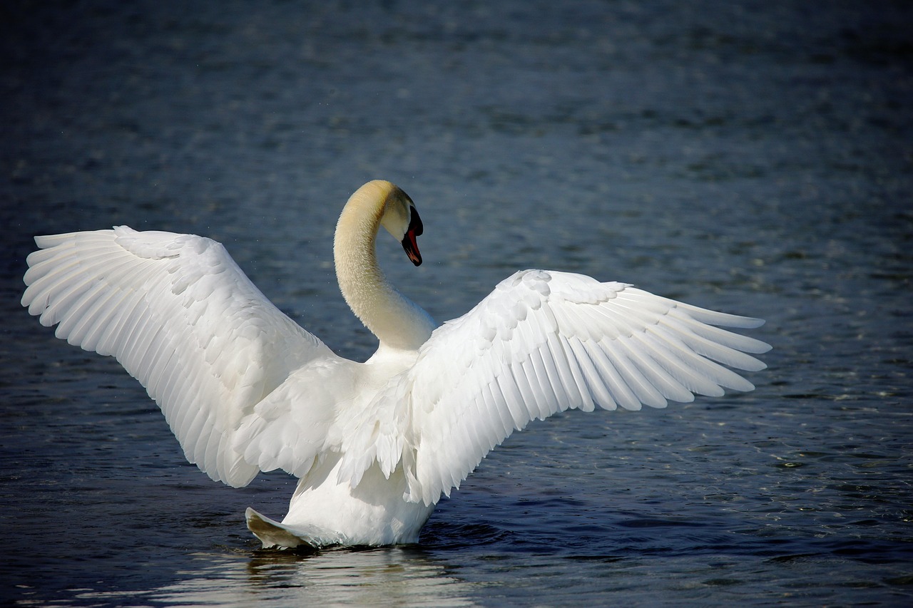 Swan Wings Swan Wings
