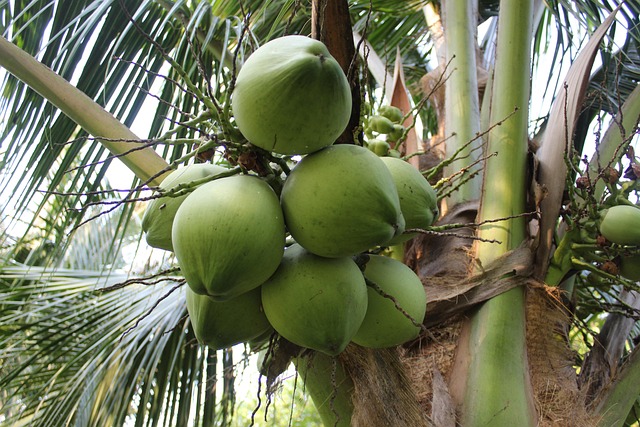 椰子树 椰子 椰子室 Ben Tre - Pixabay上的免费照片 - Pixabay