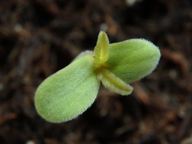 Free Seedling Horticulture photo and picture