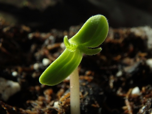 Free Seedling Horticulture photo and picture