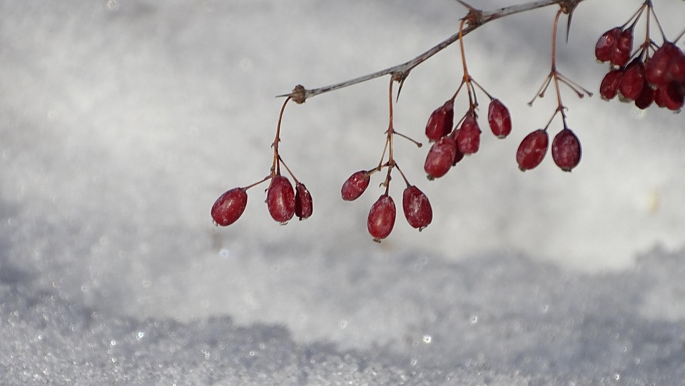 雪 冰 冬天 - Pixabay上的免费照片 - Pixabay
