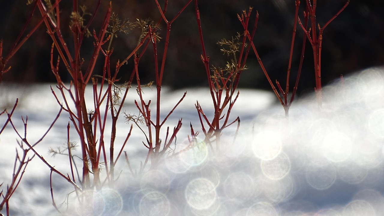 雪 冰 冬天 - Pixabay上的免费照片 - Pixabay