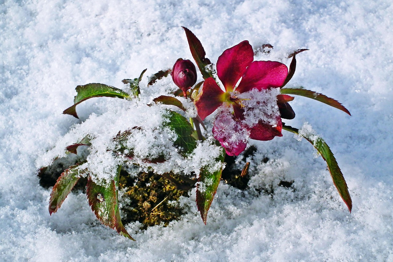 Hellebore Flower Winter Free photo on Pixabay