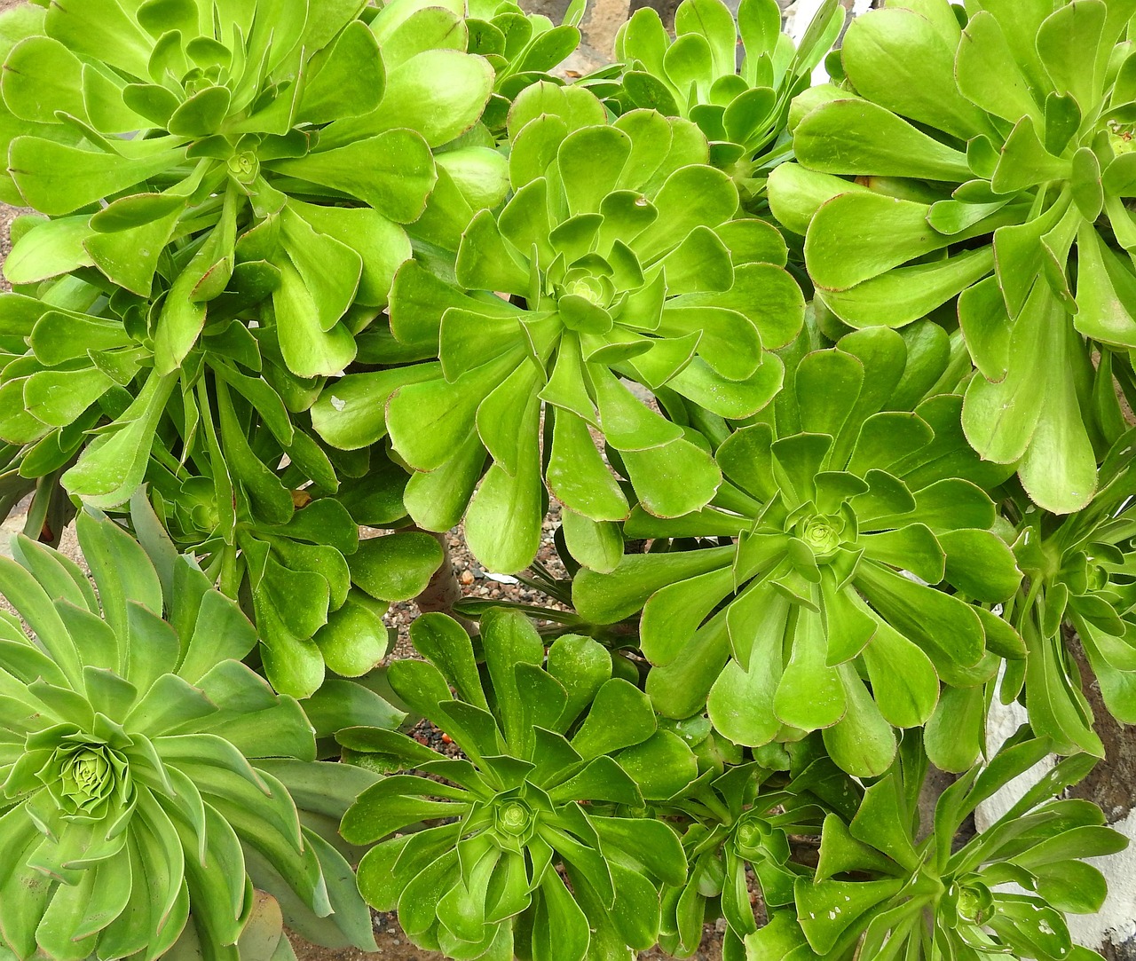 Flores Plantas Textura - Foto gratuita no Pixabay - Pixabay