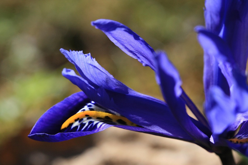 Iris Lily Colour Play Of Free photo on Pixabay