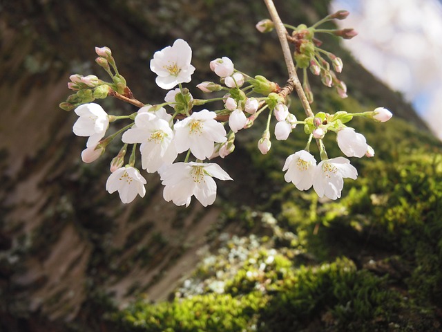 Kirsebær Blomster
