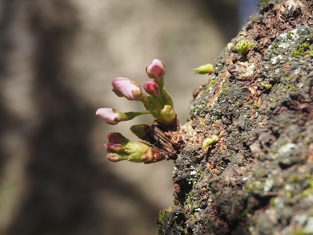 Cherry Blossom, Seattle, Forår