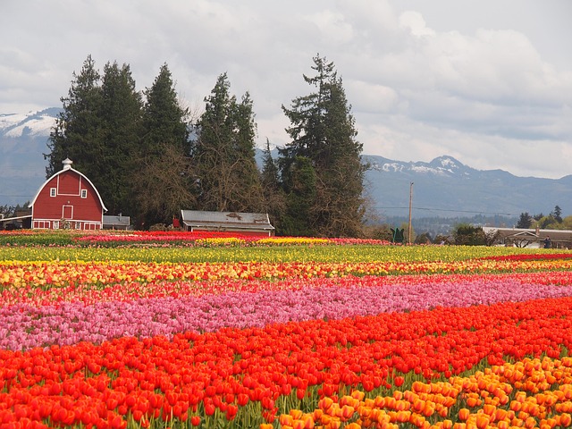 Tulipaner, Skagit, Nord Vest, Washington