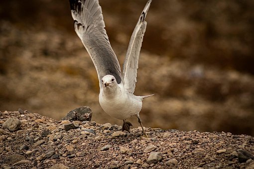 Free Bird Seagull photo and picture