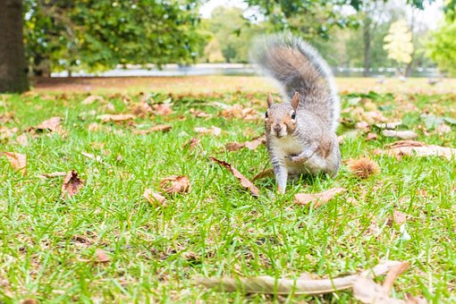 Ardilla, Parque, Bosque, Fauna Silvestre