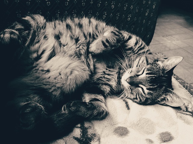 Gato Negro Y Blanco Foto gratis en Pixabay