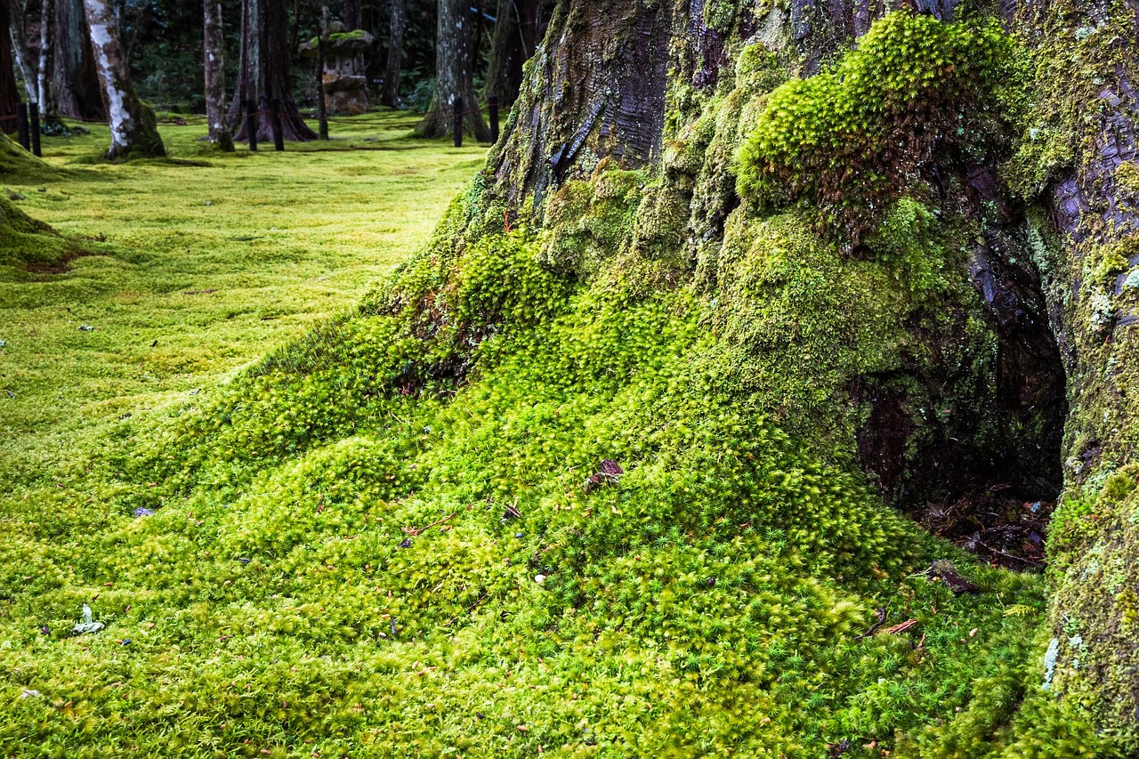 Tree Moss Roots Free photo on Pixabay Pixabay