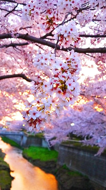 桜, お 花 見, Primavera, Rosa, Flores, Japão