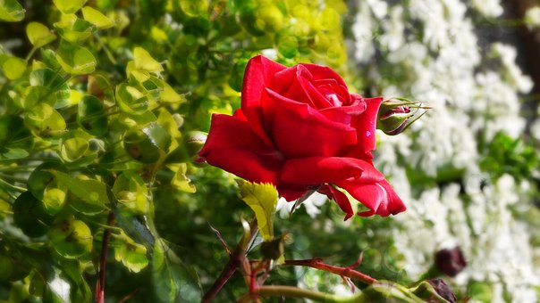 Rosa, Flor, Flora