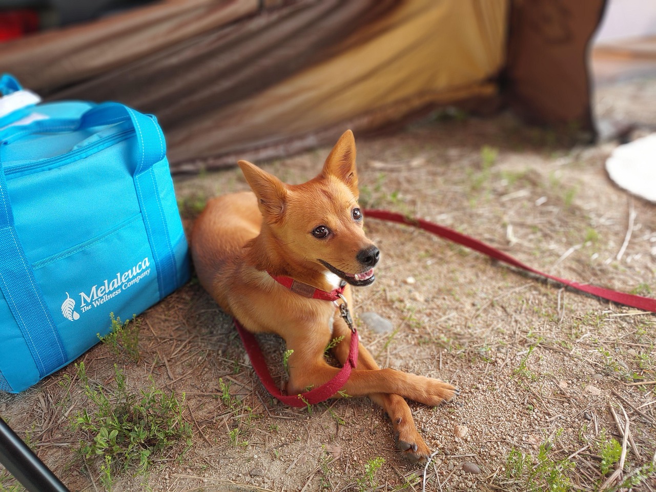 A cute puppy dog resting outdoors in a camping setting, looking comfortable and at ease.