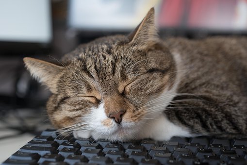 Free Cat Sleep photo and picture