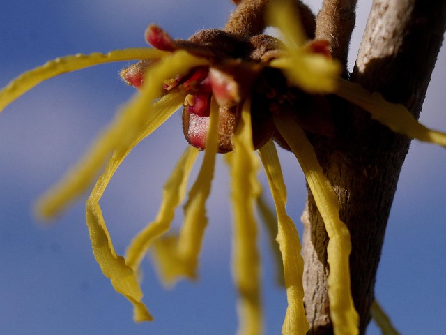 Free Hamamelis Witch Hazel photo and picture