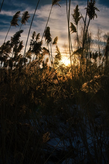 Free Cornfield Field photo and picture