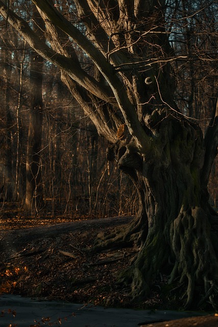 Free Trees Trunk photo and picture
