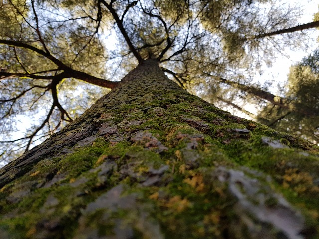 Copac, Cer, Natura, Peisaj, Meditaţie