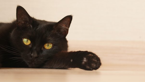 Gato, Kitty, Preto, Gato Preto, Olho