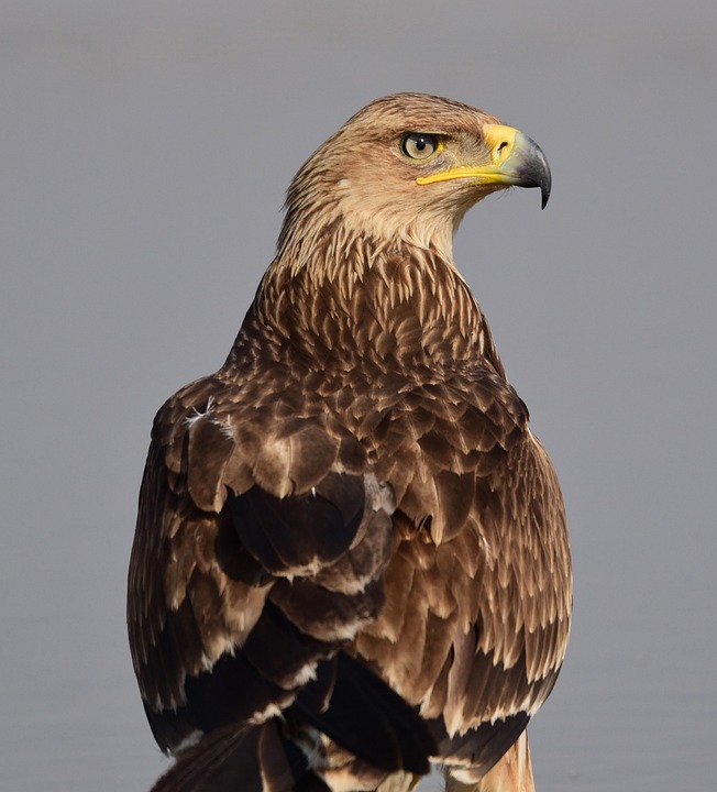 Eagle Sample Eagle Bird Animal Eastern Imperial - Free photo on Pixabay