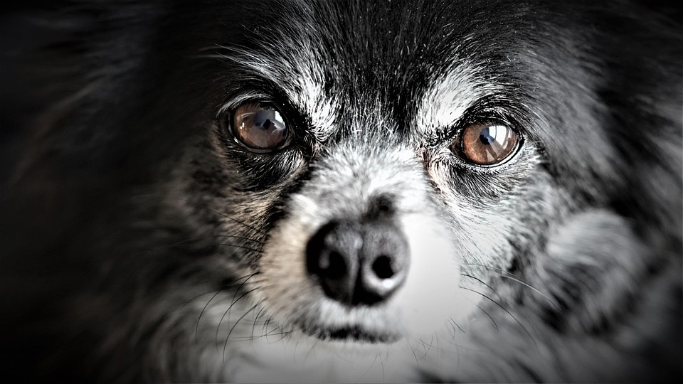 チワワ 小型犬 白黒 Pixabayの無料写真