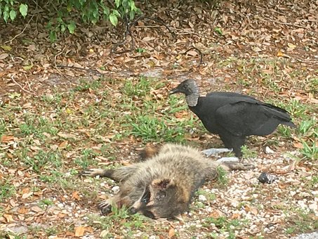 Roadkill, Gribb, Vaskebjørn, Dyr