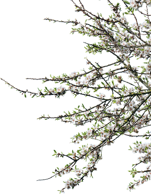 Blomster, Grener, Vår, Hvite Blomster