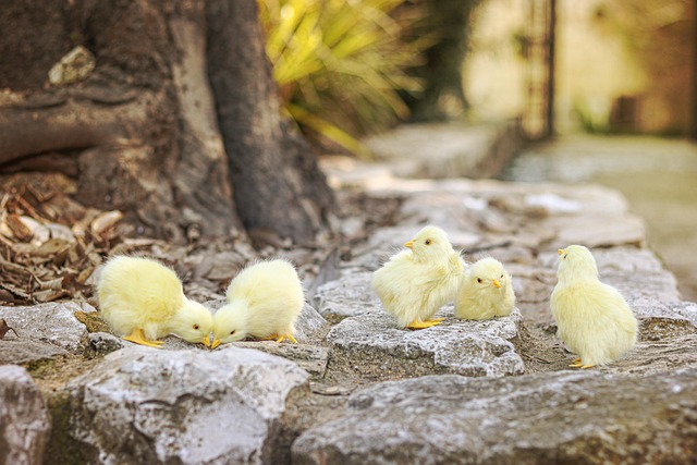 ลูกไก่, เจี๊ยบ, สวน, ห้า, สีเหลือง, ลง