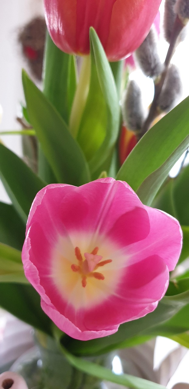 Bunga Tulp Musim Semi Warna-Warni - Foto gratis di Pixabay - Pixabay