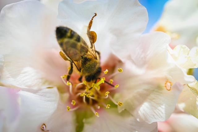 Free Bee Nature photo and picture