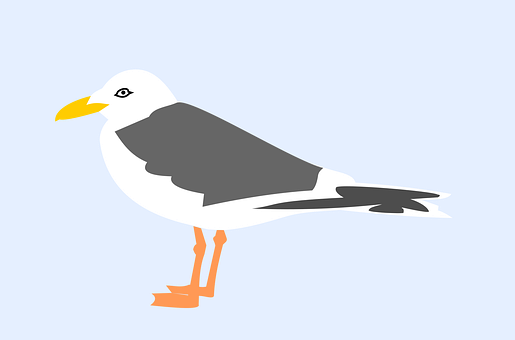 Free Seagull Bird vector and picture
