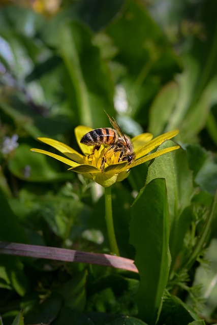 Free Bee Flower photo and picture