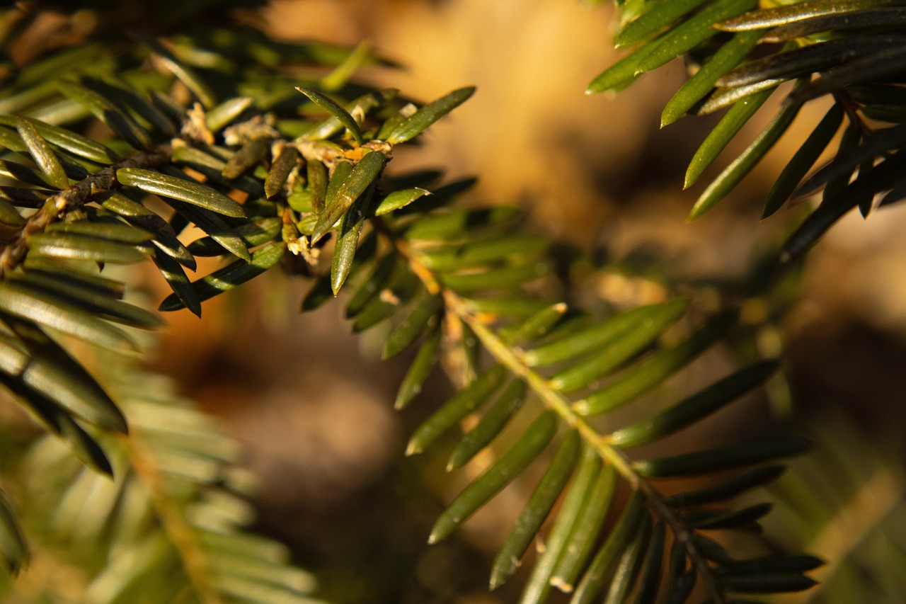 pinegreens