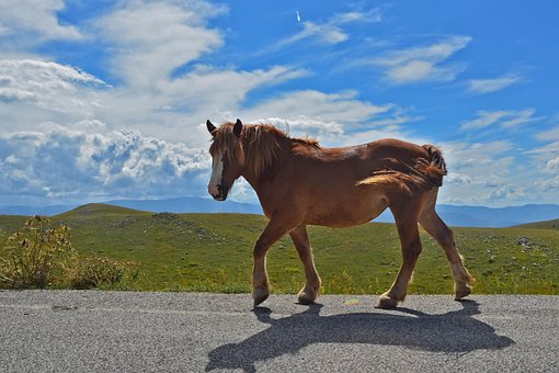 Free Horse Walking photo and picture