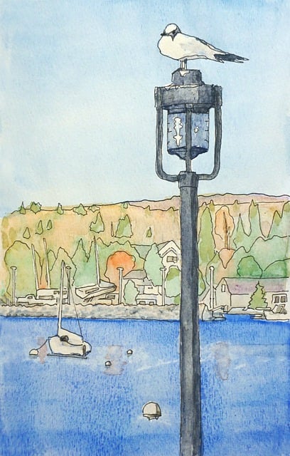 Free Seagull Nature illustration and picture